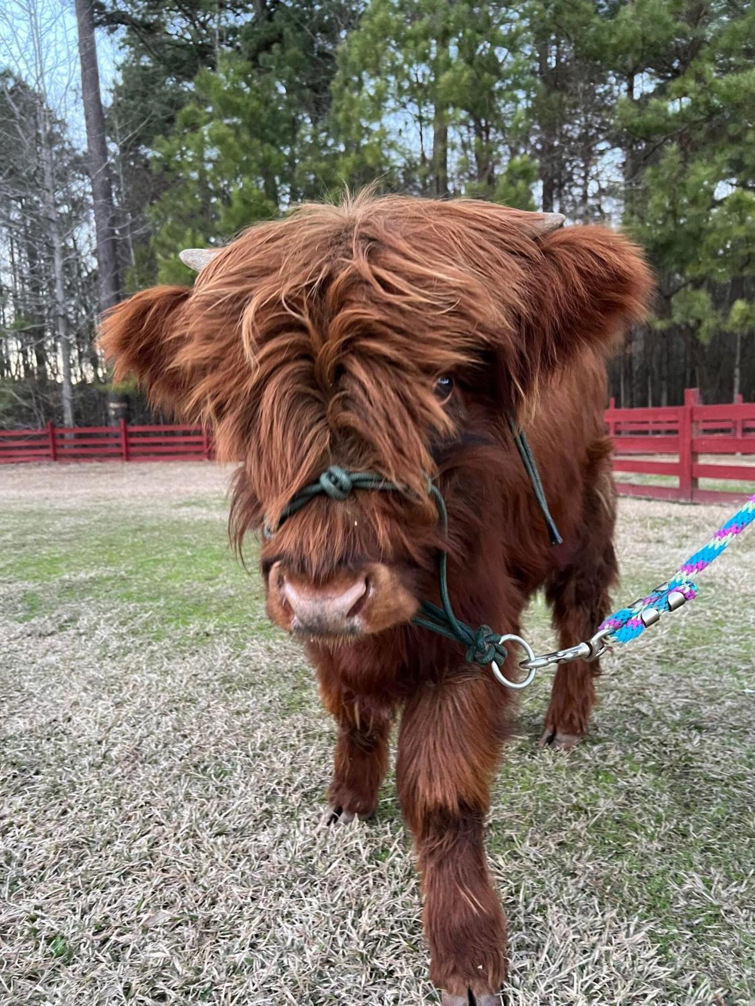 Washington Coulter Farmstead Bed & Breakfast 部屋 写真